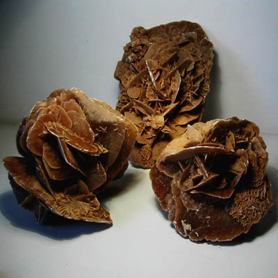Rosa del deserto Sahara 18-25 cm