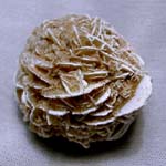 Rosa del deserto Messico 5-6 cm