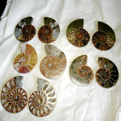 Ammonite a coppia 3,5 - 4 cm