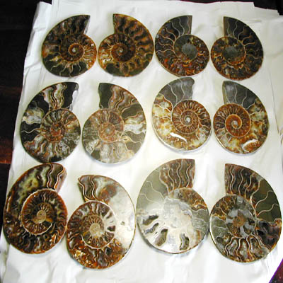 Ammonite Pair 5 - 6 cm