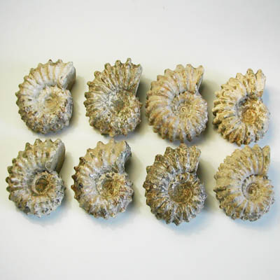 Ammonite douvilleiceras 3,5 - 4 cm