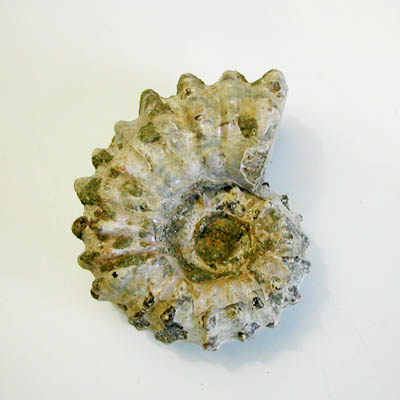 Ammonite douvilleiceras 3,5 - 4 cm