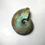 Iridescent Ammonite 4 cm