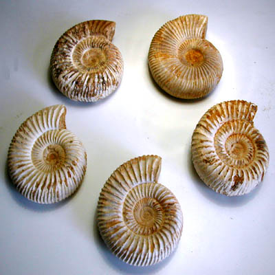 Ammonite Perisphinctes 5 cm