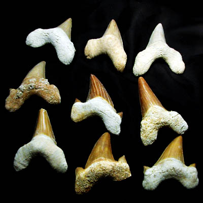 Dente squalo fossile 4,5 - 5,5 cm