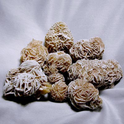Rosa del deserto Messico 7-8 cm