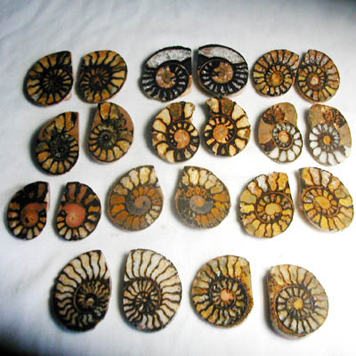 Ammonite a coppia con ematite 2-3 cm