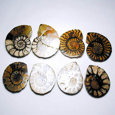 Hematite Ammonite Pair 4-5 cm