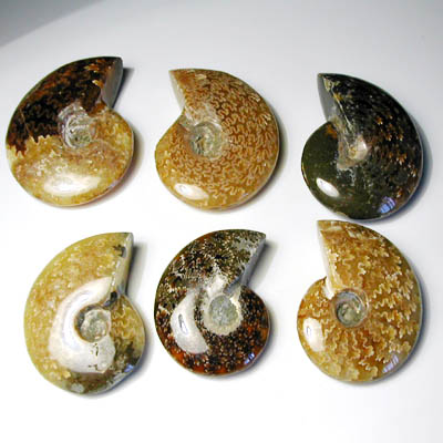 Polished Ammonite with Suture Pattern 4-5 cm