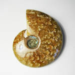 Ammonite lucidata con suture 4-5 cm