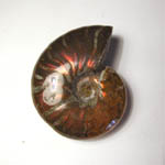 Ammonite opalescente rosso fuoco 3-4 cm