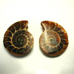 Ammonite Pair 2 - 3 cm