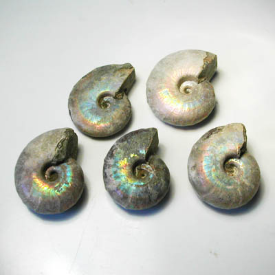 Iridescent Ammonite 4 cm