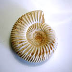 Ammonite perisphinctes 5 cm