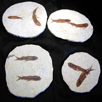 Pesce fossile Knightia a coppia
