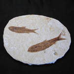 Pesce fossile Knightia a coppia