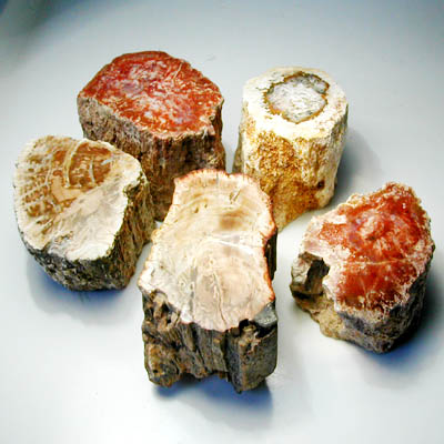 Tronco legno fossile 7 cm